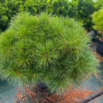 Borovica čierna (Pinus nigra) ´PIERRICK BREGEON´® - výška 60-80 cm, ⌀ 50-70 cm, kont. C25L